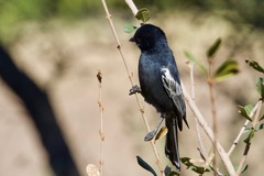 Melaniparus niger ravidus