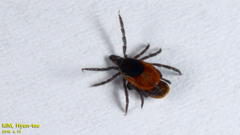 Ixodes nipponensis