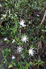 Jasminum nervosum