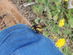 Bombus argillaceus