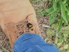 Bombus argillaceus