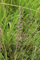 Beckmannia eruciformis