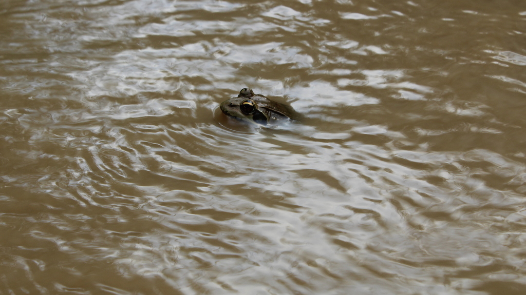 Byangolo Frog