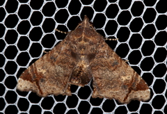 Targalla plumbea