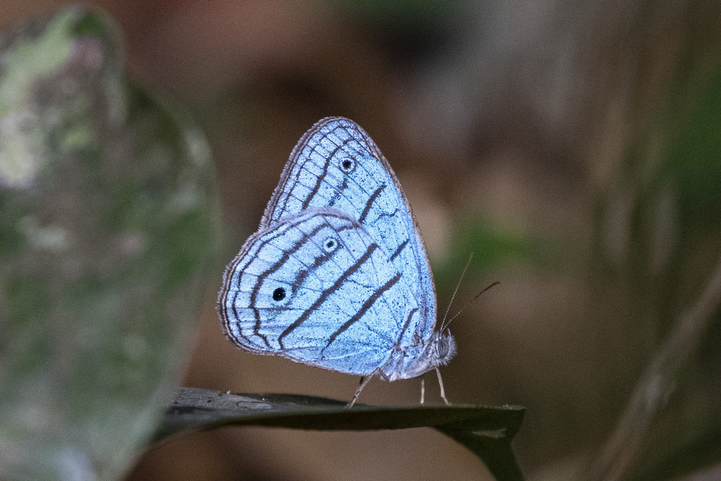 Caeruleuptychia urania