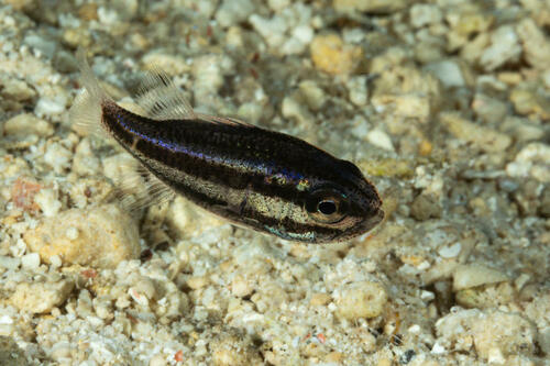 Brownline siphonfish (Siphamia fuscolineata) — Apogonidae