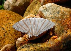 Urapteroides astheniata