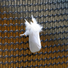 Euproctis chrysorrhoea