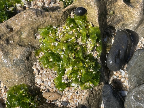 Ulva observed 2023-11-15