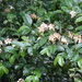 Rothmannia urcelliformis - Photo (c) andreaudzungwa, algunos derechos reservados (CC BY-NC)