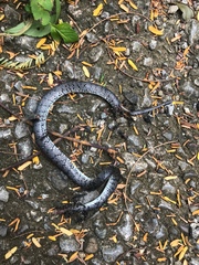 Pareas margaritophorus