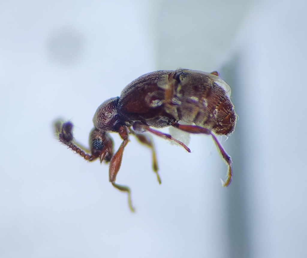 Brachygluta luniger
