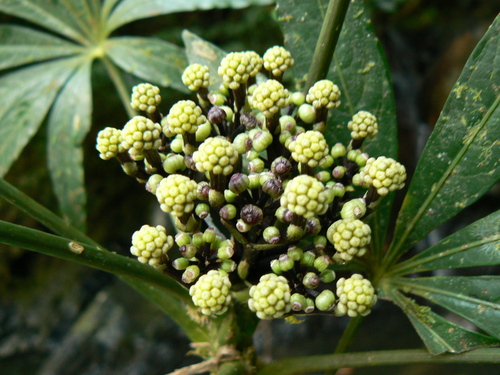 Osmoxylon borneense