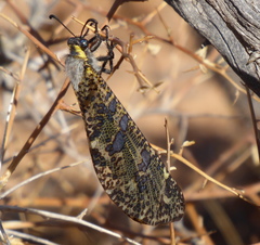 Palpares speciosus
