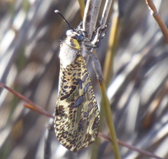 Palpares speciosus
