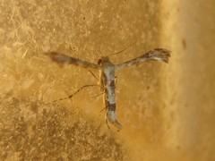 Nippoptilia cinctipedalis