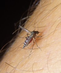 Aedes vigilax
