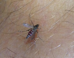Aedes vigilax