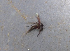 Aedes vigilax