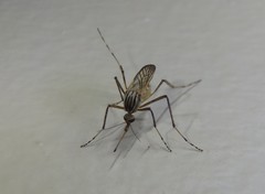 Aedes vittiger