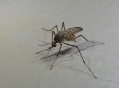 Aedes vittiger