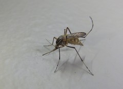 Aedes vittiger