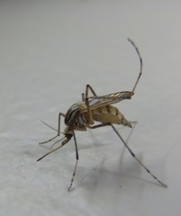Aedes vittiger