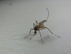 Aedes vittiger