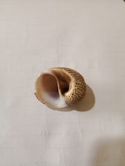 Naticarius stercusmuscarum