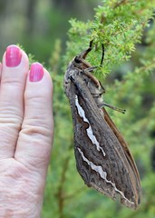 Abantiades hydrographus
