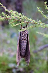 Abantiades hydrographus