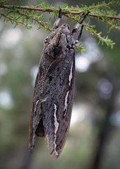 Abantiades hydrographus