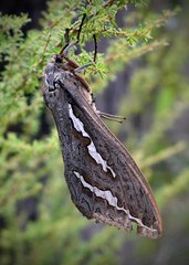 Abantiades hydrographus