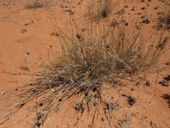 Cymbopogon pospischilii