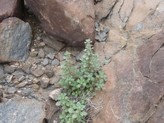 Forsskaolea tenacissima
