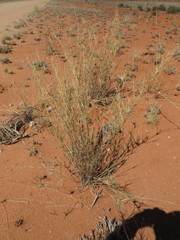 Cymbopogon pospischilii