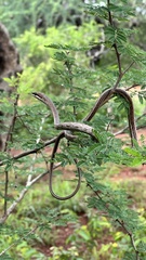 Link-Marked Sand Snake photo 3