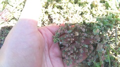 Aizoon portulacaceum