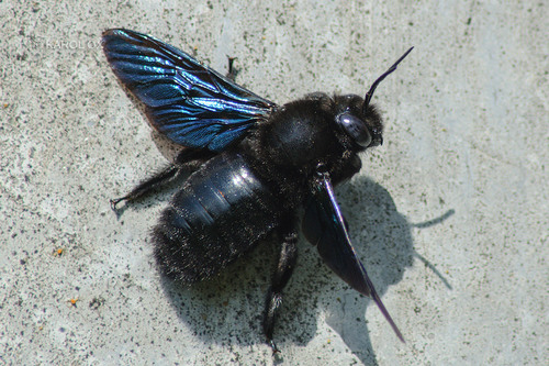 drevár (Xylocopa valga)
