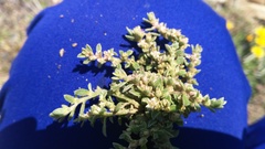 Aizoon portulacaceum