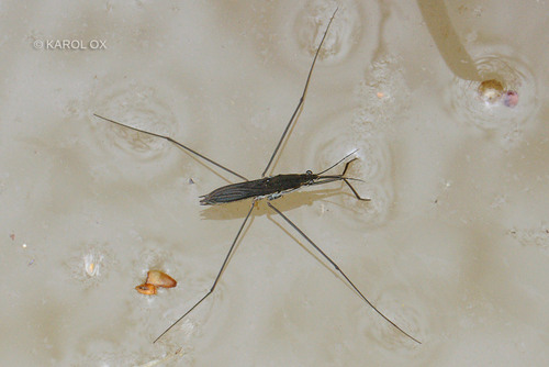 korčuliarka rybničná (Aquarius paludum)