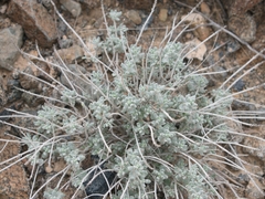 Teucrium stocksianum