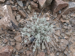 Teucrium stocksianum