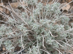 Teucrium stocksianum