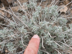 Teucrium stocksianum