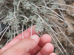 Teucrium stocksianum