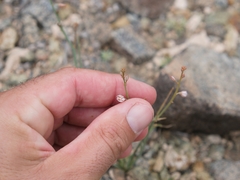Asphodelus tenuifolius