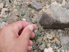 Asphodelus tenuifolius