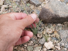 Asphodelus tenuifolius