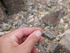 Asphodelus tenuifolius